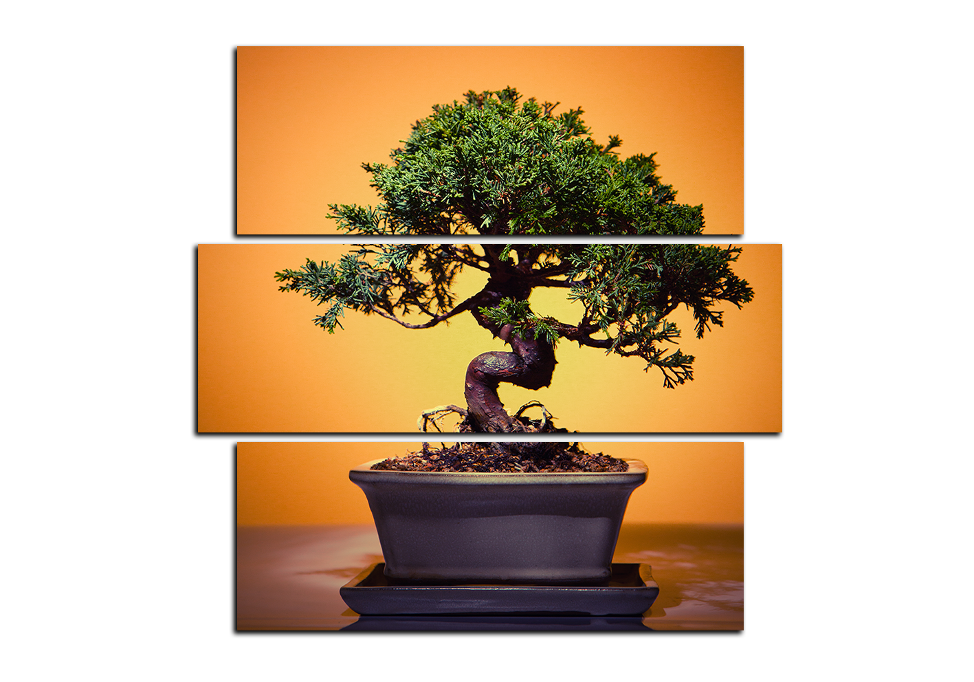 Obraz na plátně - Bonsai - čtverec Obraz na plátně - Bonsai - čtverec